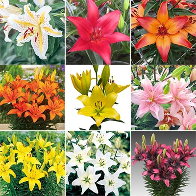 スカシユリとユリの詰め合わせ