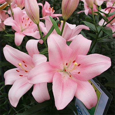 スカシユリ パチアーノ