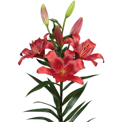 スカシユリ ブリアンザ