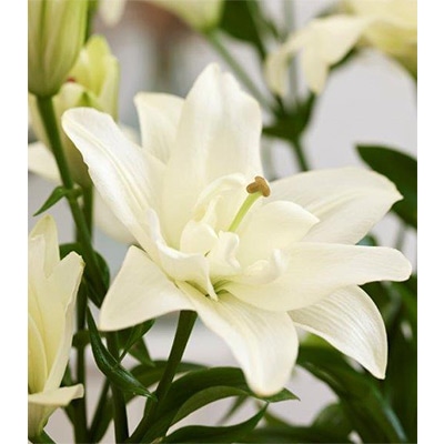 スカシユリ ベルベデーレ