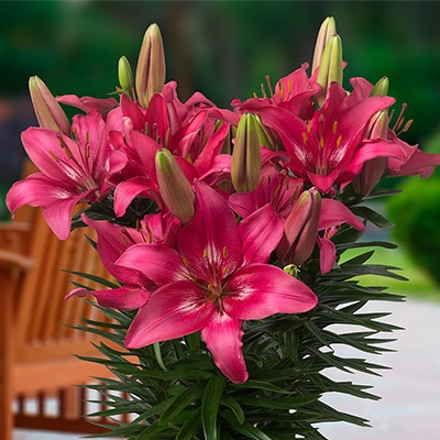 スカシユリ フェアリーリリー トレンディーダコタ