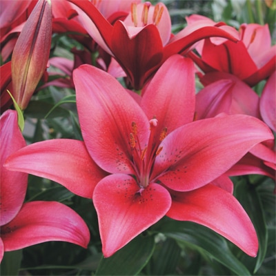 スカシユリ ハードロック