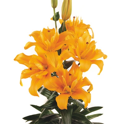 スカシユリ バタフライスプリング