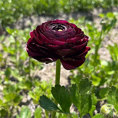 草花の球根/ラナンキュラス｜種（タネ）,球根,苗の通販はサカタのタネ