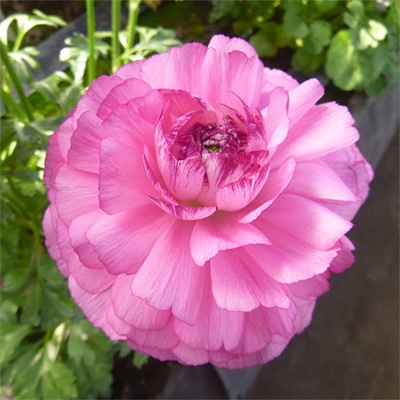 ウルトラあおむし　ラナンキュラス　球根 ウルトラあおむし ラナンキュラス 球根 ranunculus3top.jpg