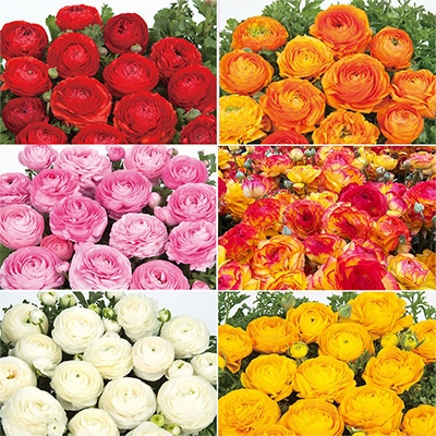 ラナンキュラス ワンダーランドiQ 6種見計らいお買い得セット