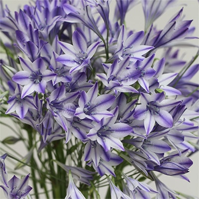 トリテレイア ルディー