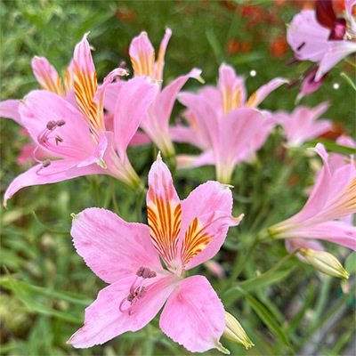 草花の球根/アルストロメリア｜種（タネ）,球根,苗の通販はサカタの