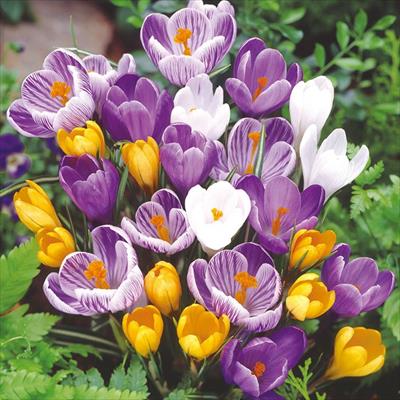 大輪クロッカス 4種セット 種 タネ 球根 苗の通販はサカタのタネ オンラインショップ