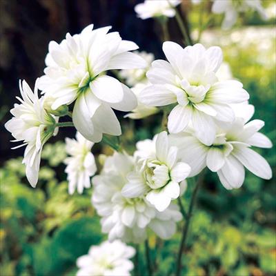 サクシフラガ グラニュータ