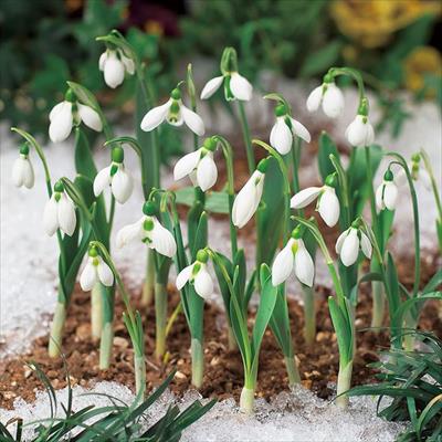 スノードロップ エルウェシー