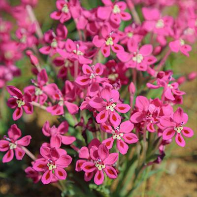 ラペイロージア シレノイデス