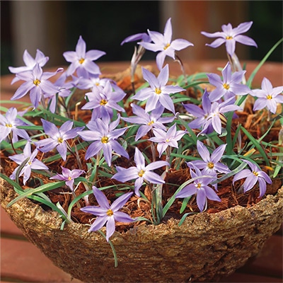 アイフェイオン フロイルミル