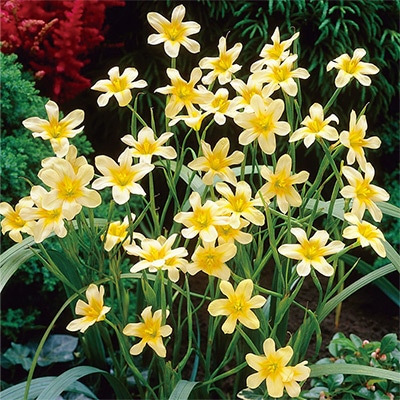 ホメリア オクロロイカ