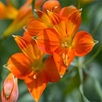 アルストロメリア スポットレス スイートオレンジ