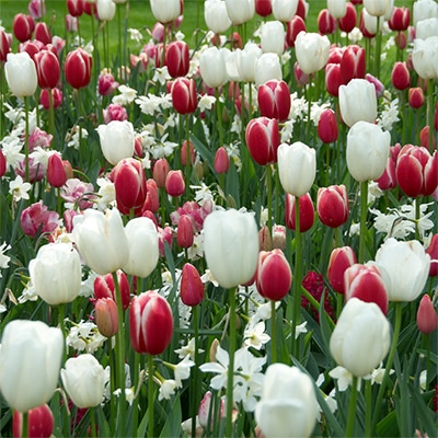 スプリングイングリッシュガーデン 4種ミックス赤