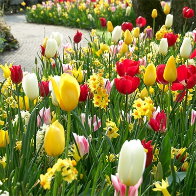 スプリングイングリッシュガーデン 4種ミックス黄