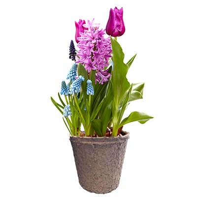 ミックス プリンセスミックス はじめての小さな春