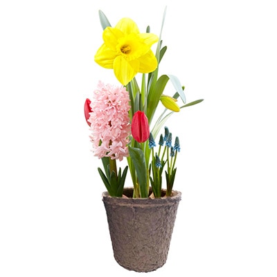 ミックス ユニコーンミックス はじめての小さな春