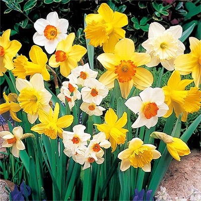 スイセン 30球詰めミックス（品種見計らい）