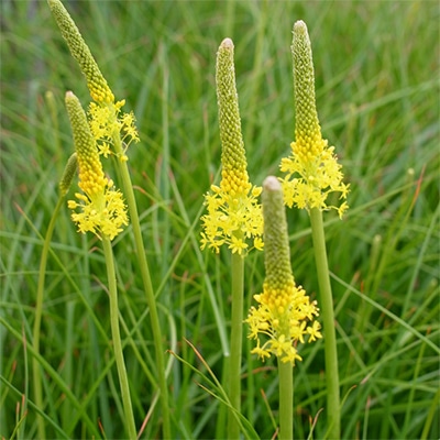 バルビネラ　 イエロー