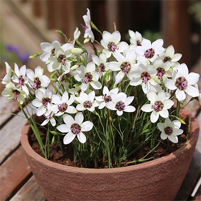 ゲイソリザ ツルバキエンシス