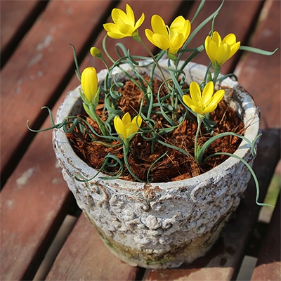 ゲイソリザ コルガータ