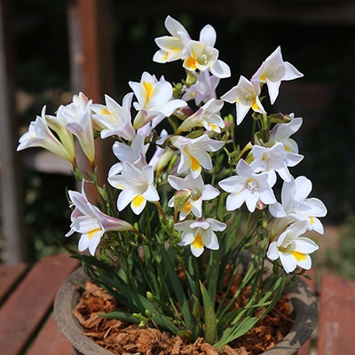 フリージア ムイリー