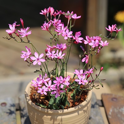 フリージア ベルコ―サ