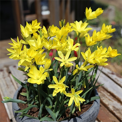 ヘスペランサ スタンフォルディア