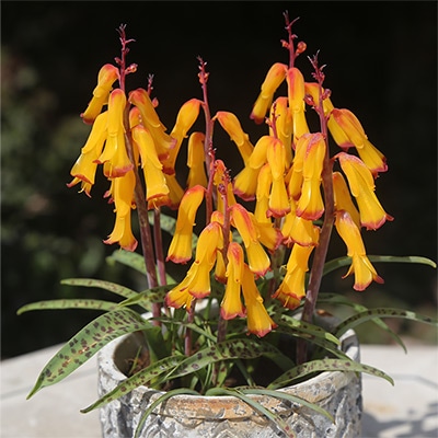 ラケナリア アロイデス