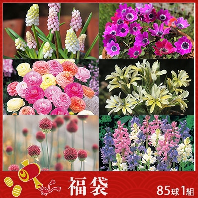 秋植え球根 お楽しみセット