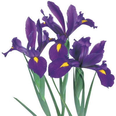 アイリス ブルーマジック