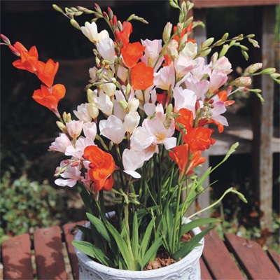 トリトニア ミックス