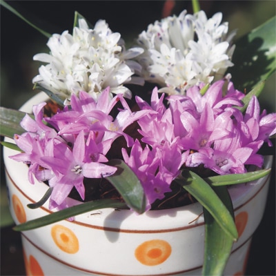 ポリキセナ ピンク＆ホワイト