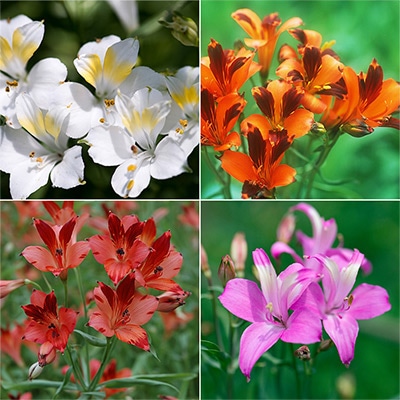 アルストロメリア 4種見計らいお買い得セット A