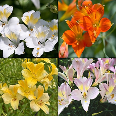 アルストロメリア 4種見計らいお買い得セット B