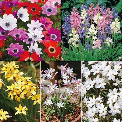 野放し球根 日なた向き5種見計らいお買い得セット