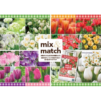 チューリップ mix＆matchお買い得セット