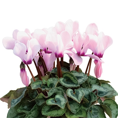 ガーデンシクラメン ジャドール