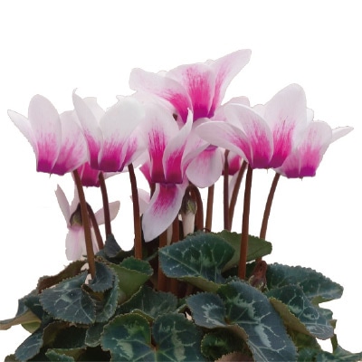 ガーデンシクラメン 雪うさぎ