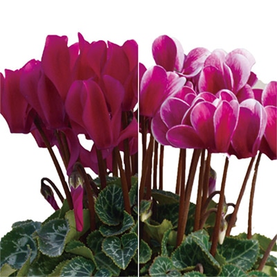 ガーデンシクラメン ヴァンパイア&ジョーカー