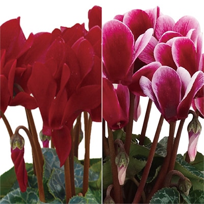 ガーデンシクラメン ショコラ&柘榴