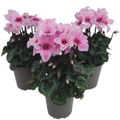 ガーデンシクラメン イリュージア