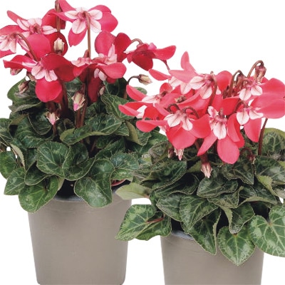 ガーデンシクラメン ジックス 2色セット