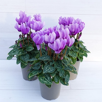 ガーデンシクラメン ドラゴン ライトブルー