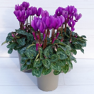 ガーデンシクラメン ドラゴン ディープブルー