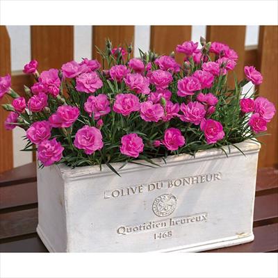 ナデシコ スイートティアラ