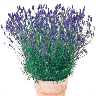 ラベンダー プロバンスブルー(R)