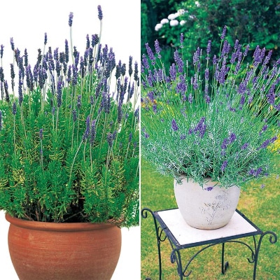 ラベンダー 丈夫なラベンダー 2種セット